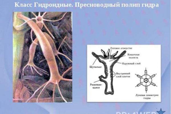 Кракен правильная